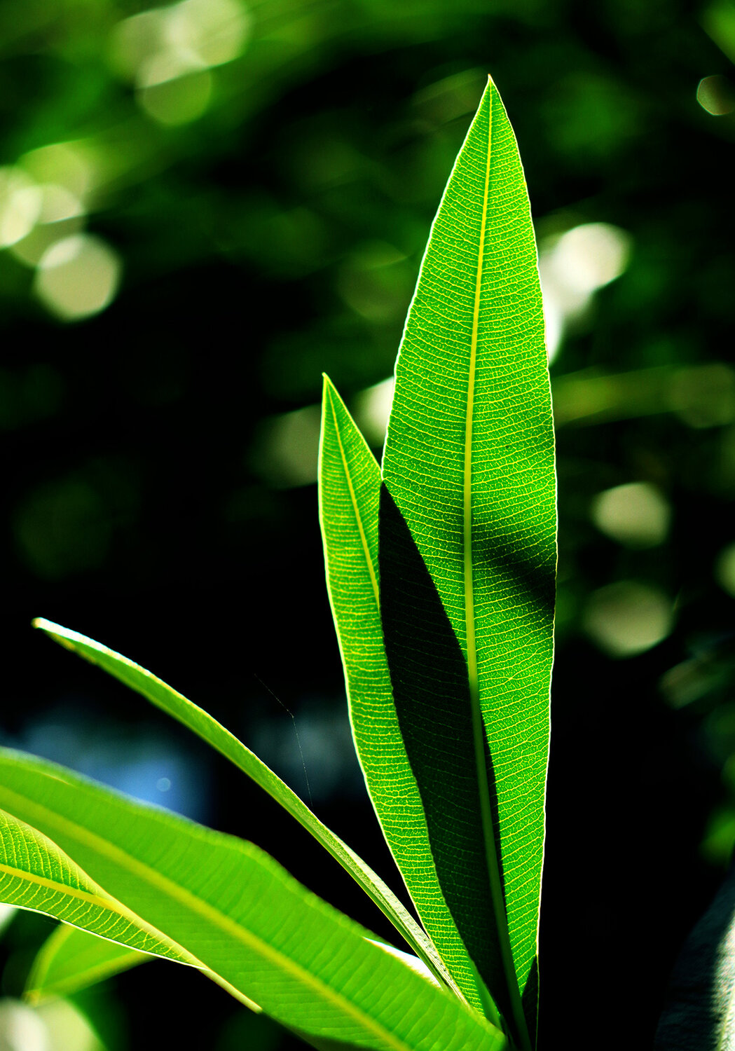 Photo #14122067