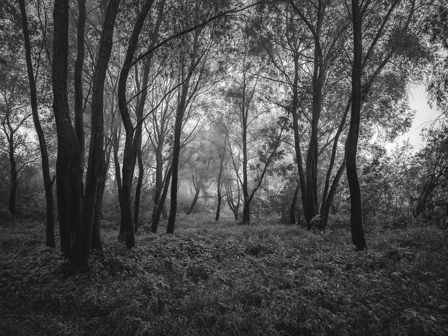 Photo #14122327