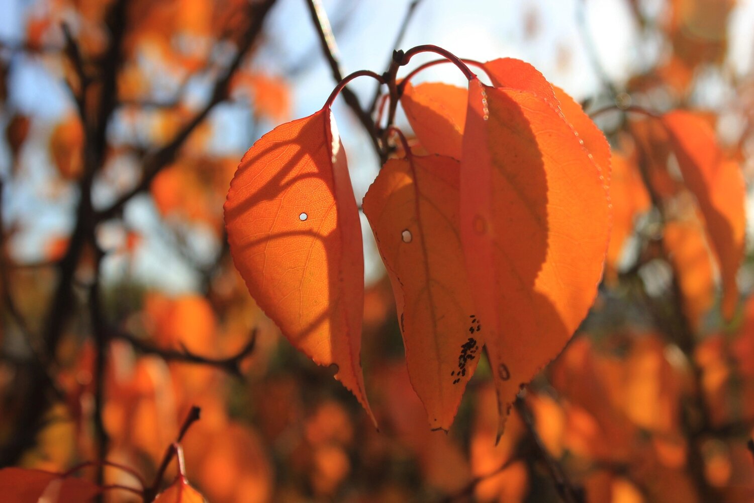 Photo #14122397