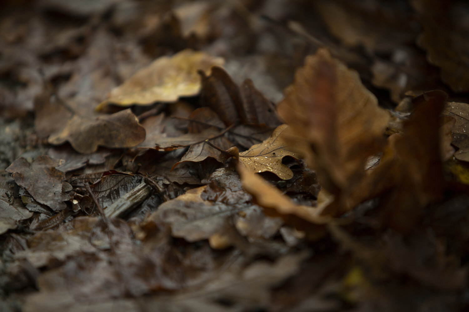 Photo #14122401