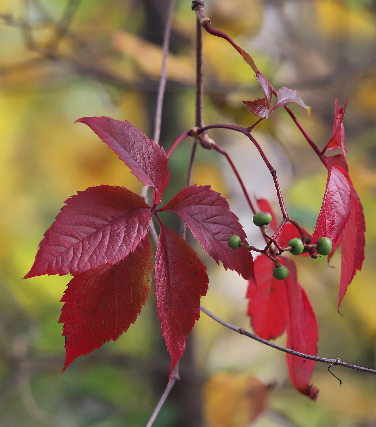 Photo #14122563