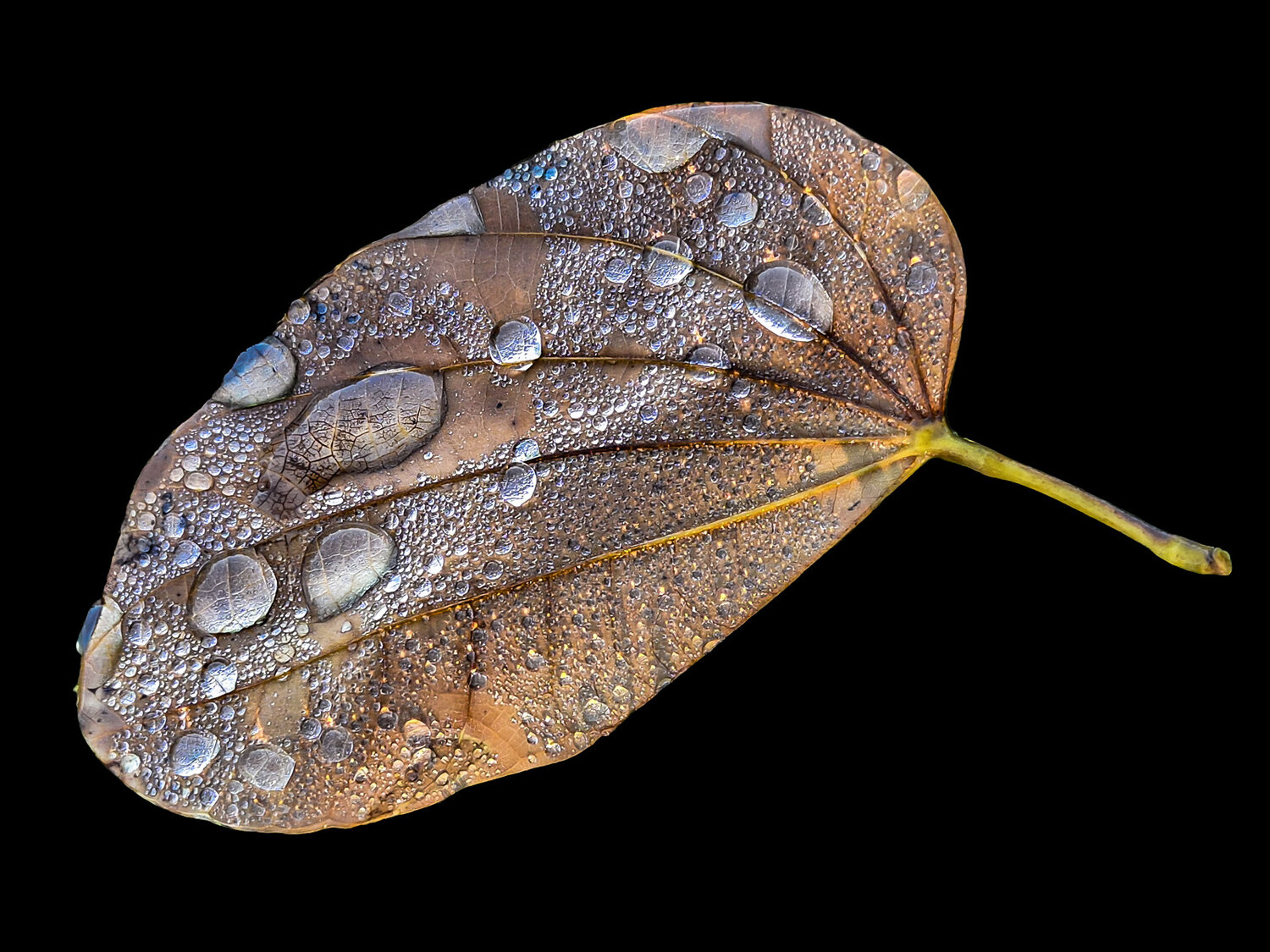 После полива / After the Watering