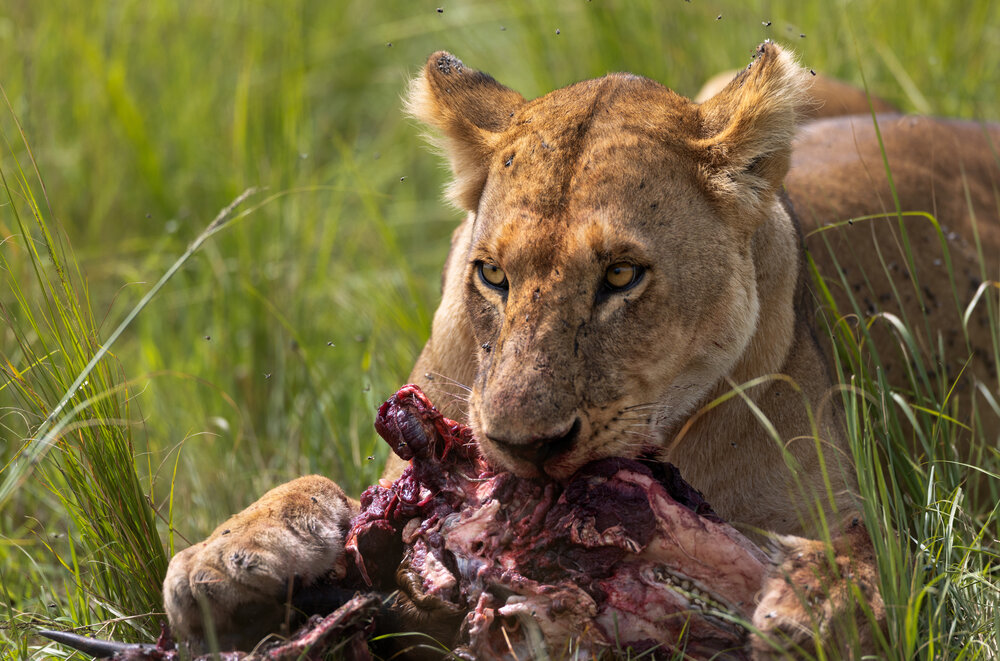 A meal to defend