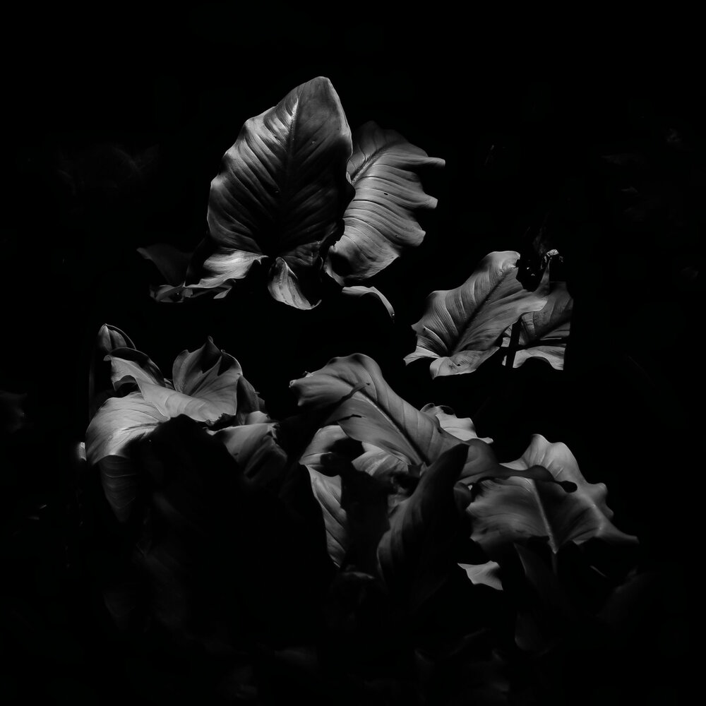 Arum Lily Leaves