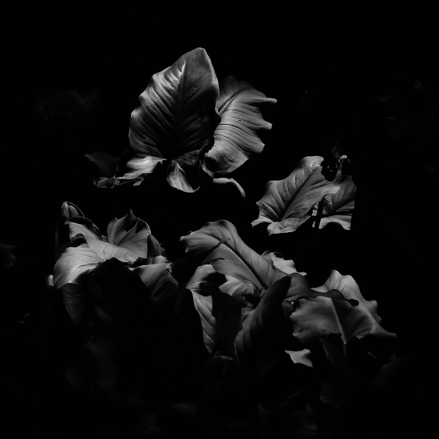 Arum Lily Leaves