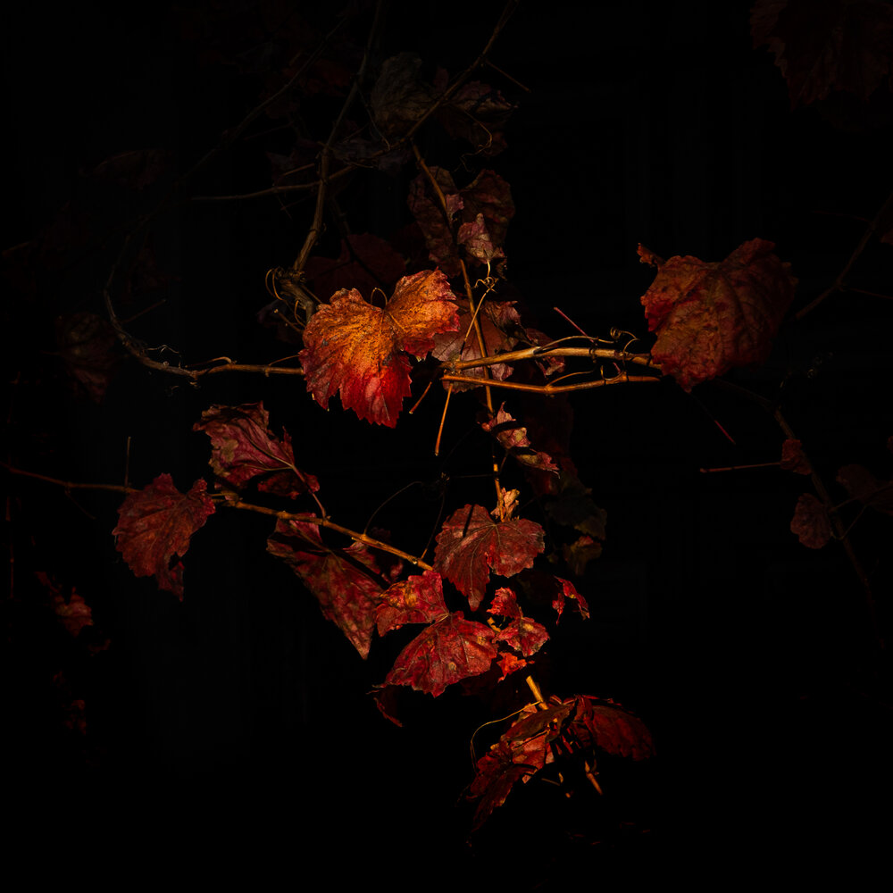 Autumn Vine Leaves