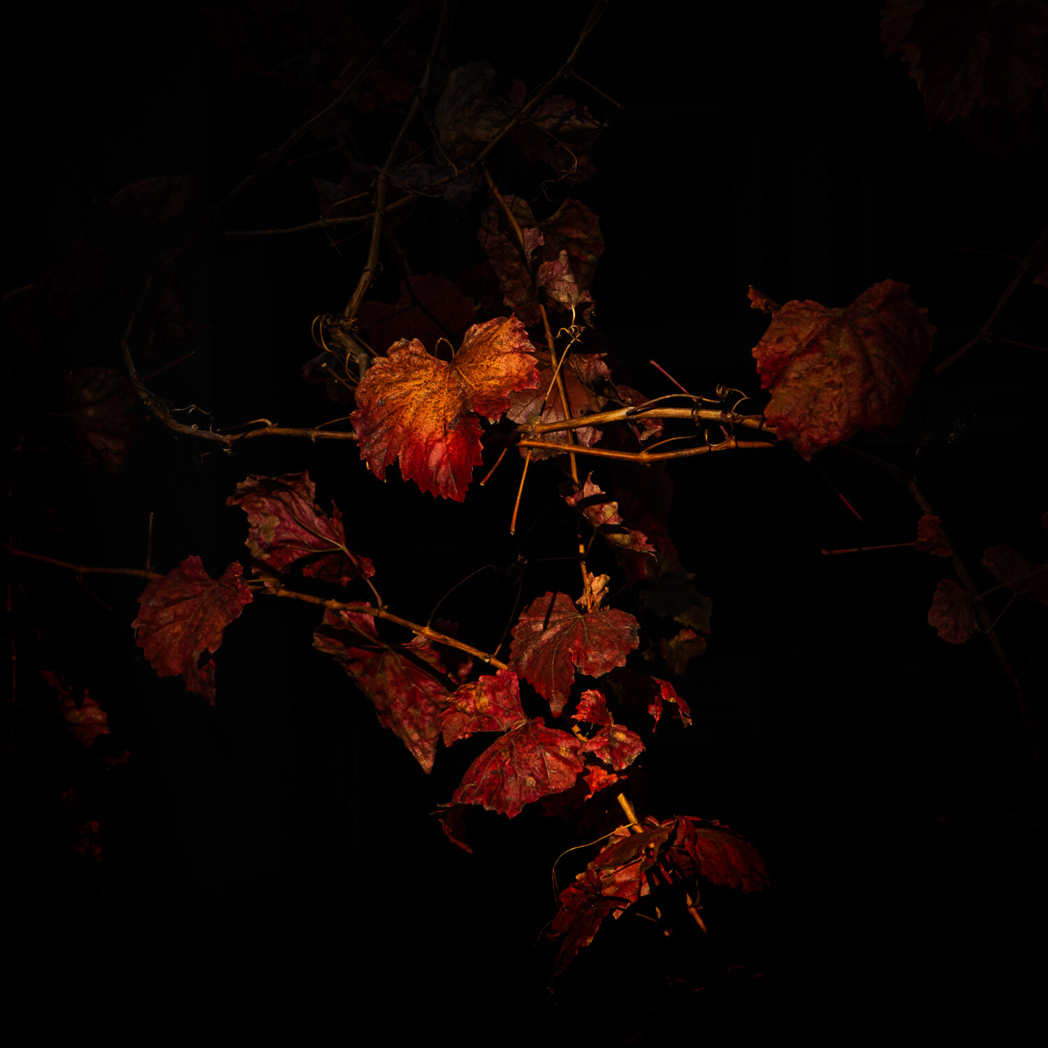 Autumn Vine Leaves