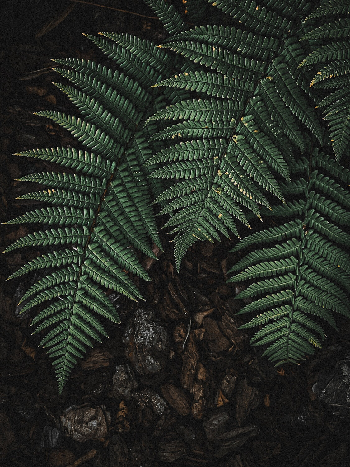 Photo #14122912