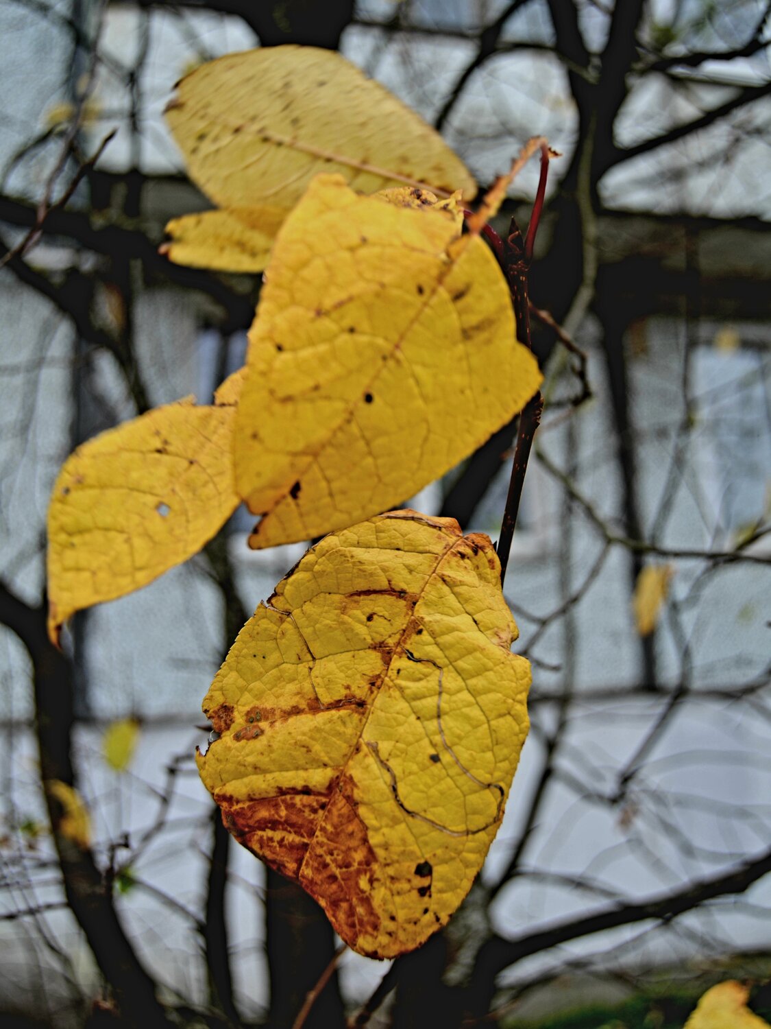 Photo #14122968