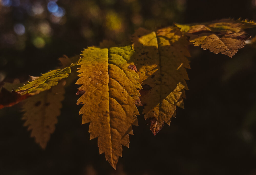 Photograph by Полина Шулятьева