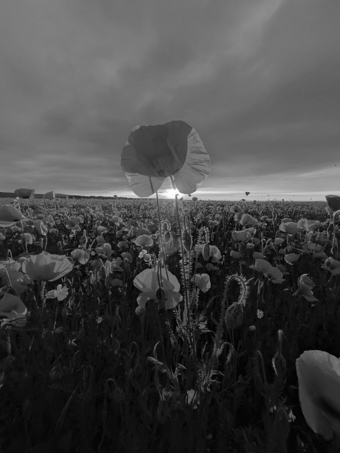 Photo #14123012
