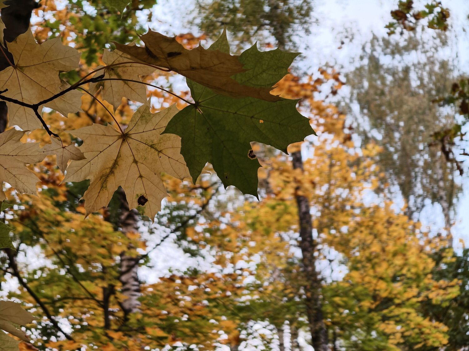 Photo #14123096
