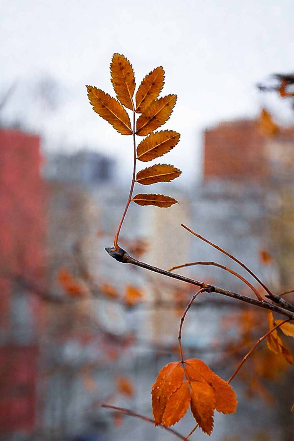 Photo #14123164