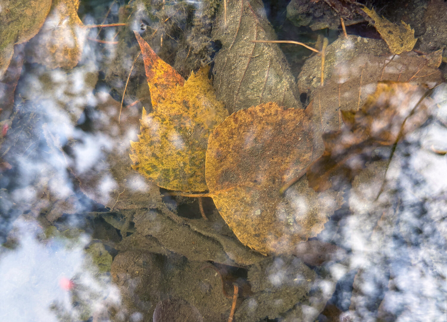 Photo #14123384