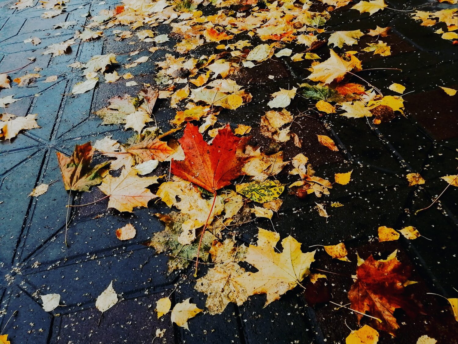 Photo #14123474