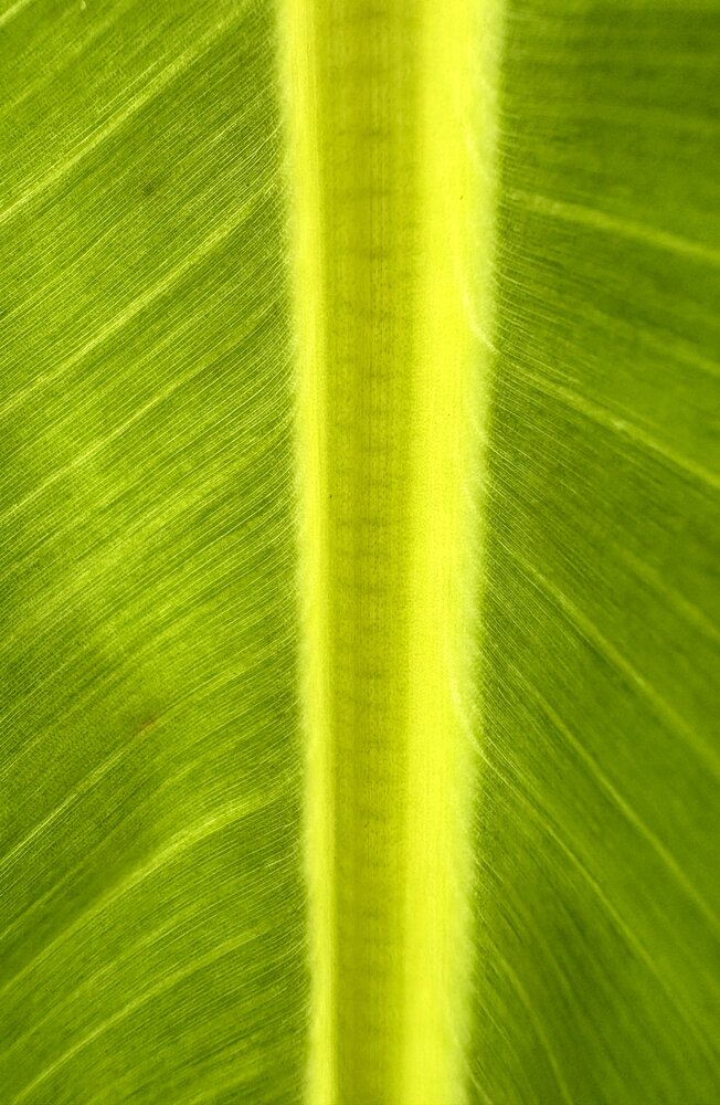 The Golden Spine