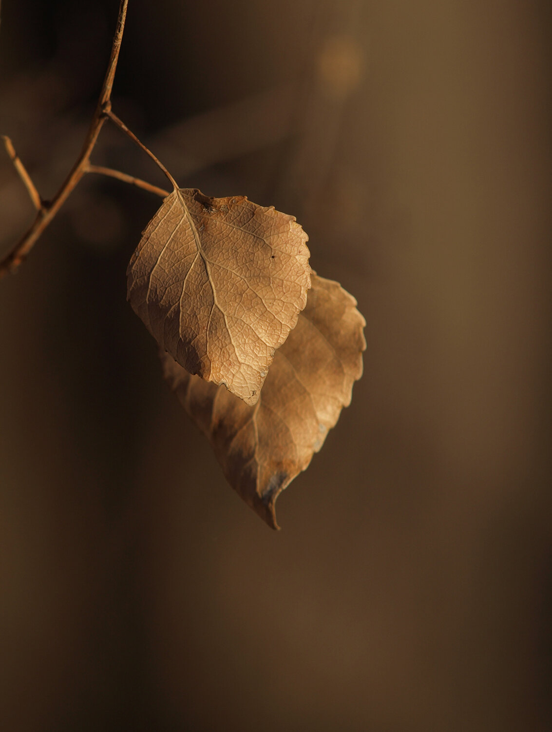 Photo #14123702