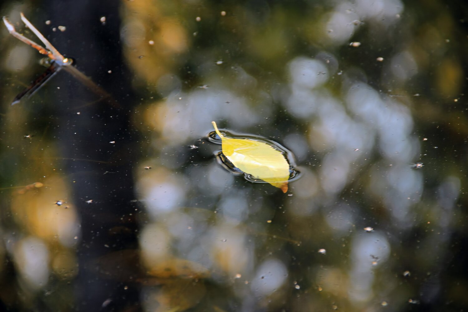 Photo #14123883