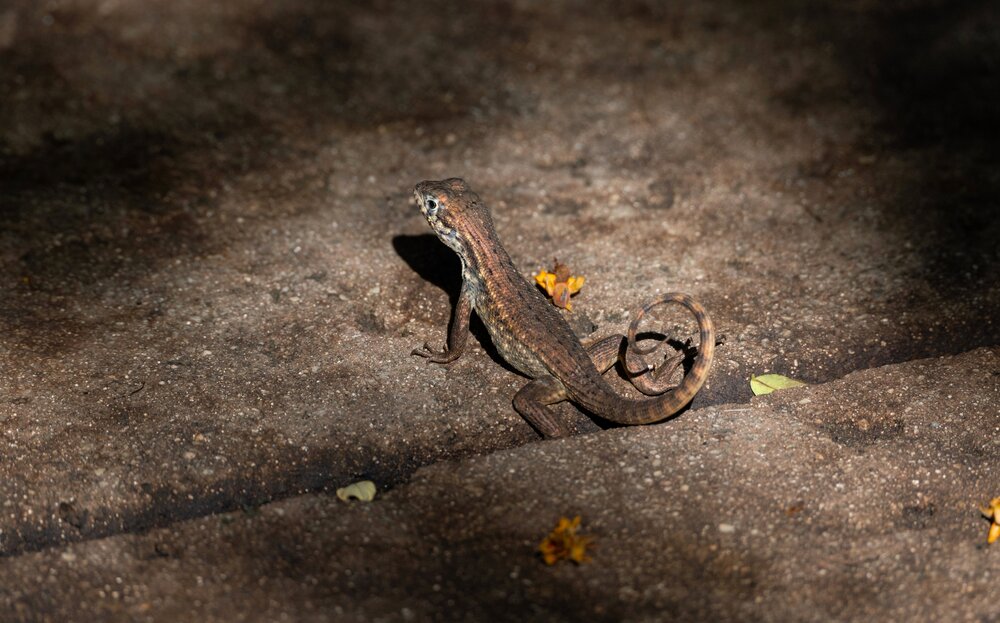 Coiled in the Shadows