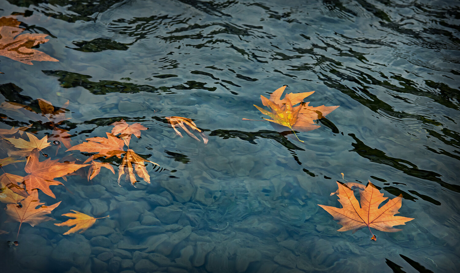 Photo #14123966