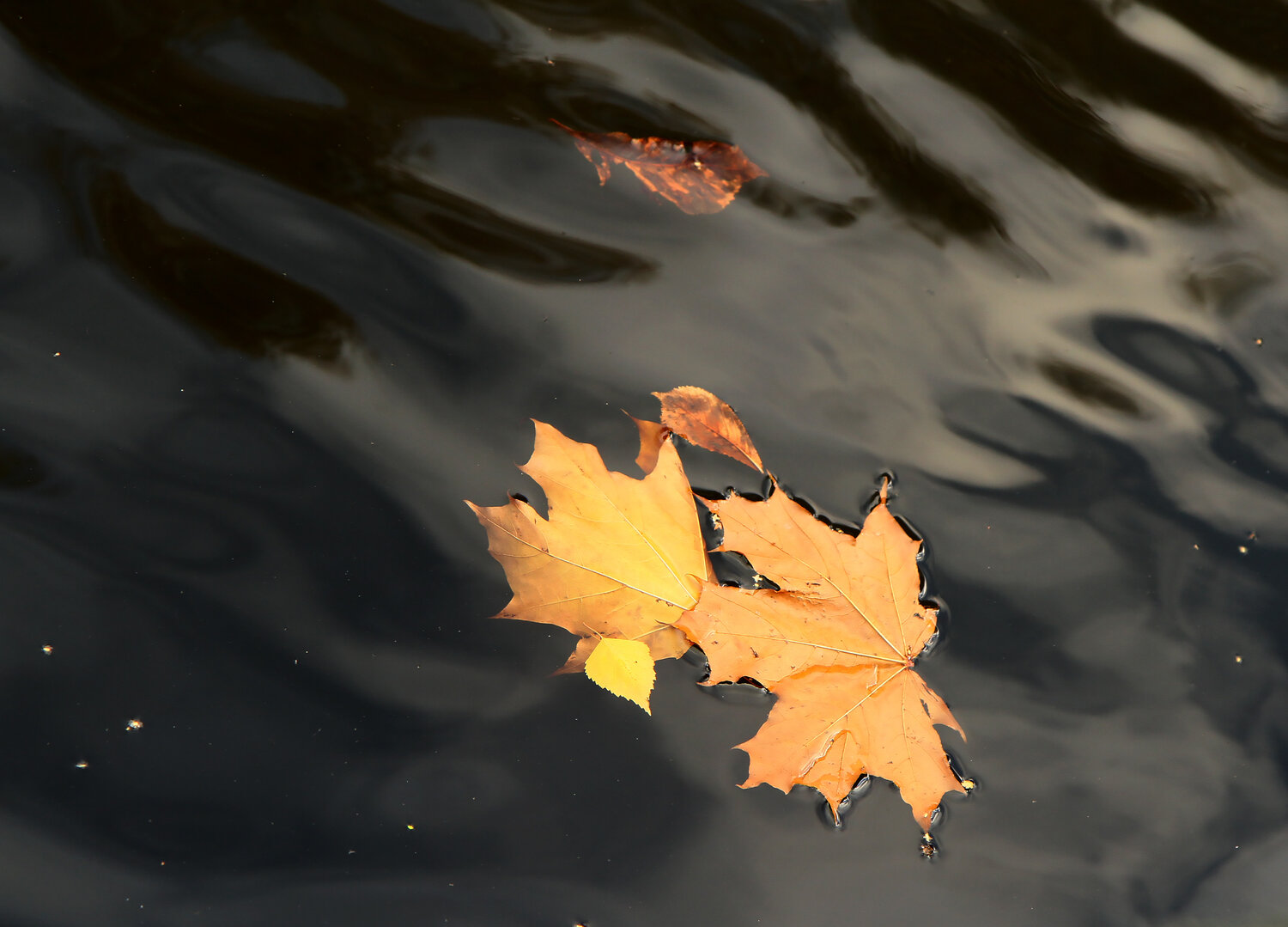 Photo #14124240