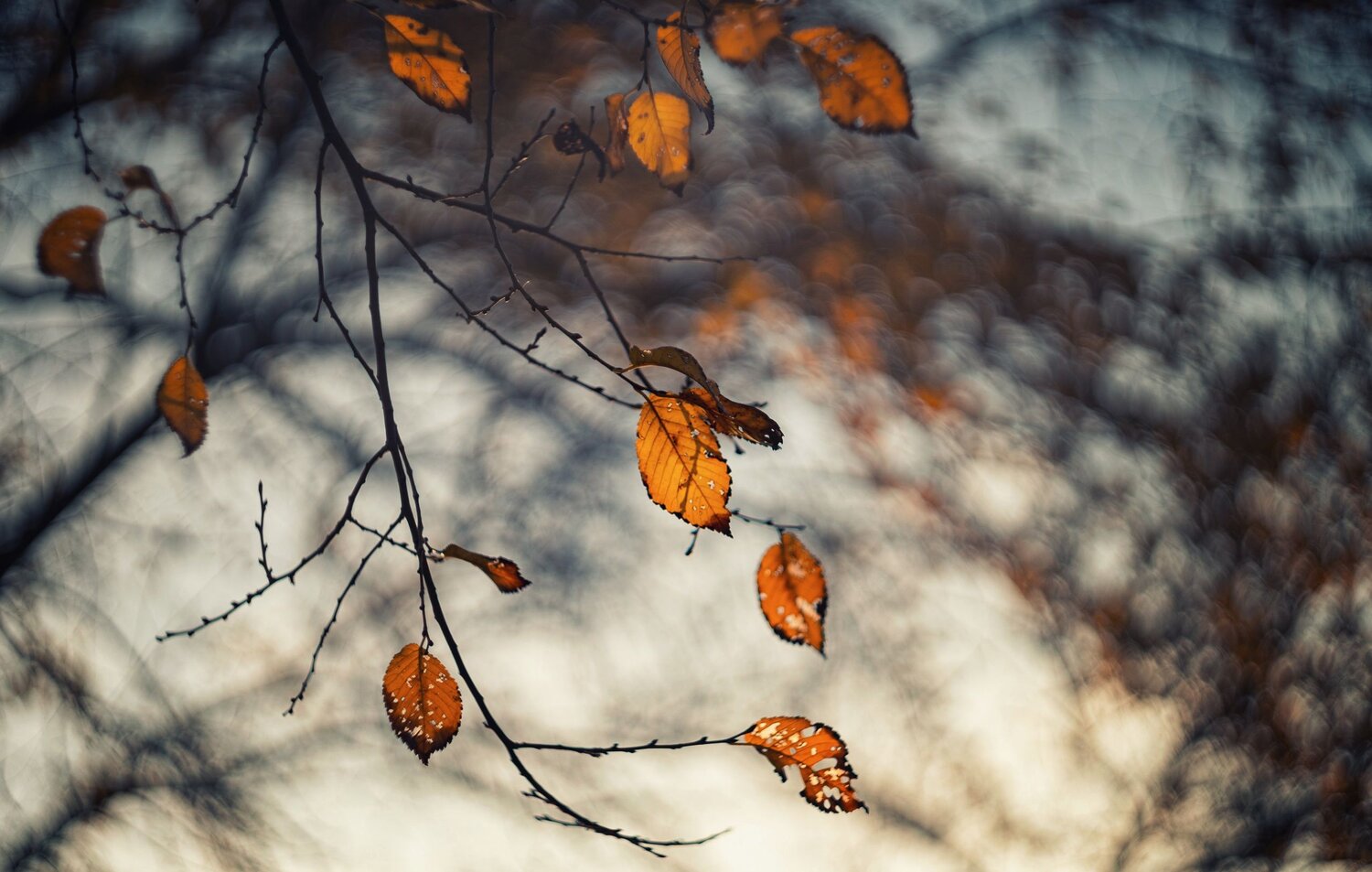 Photo #14124373