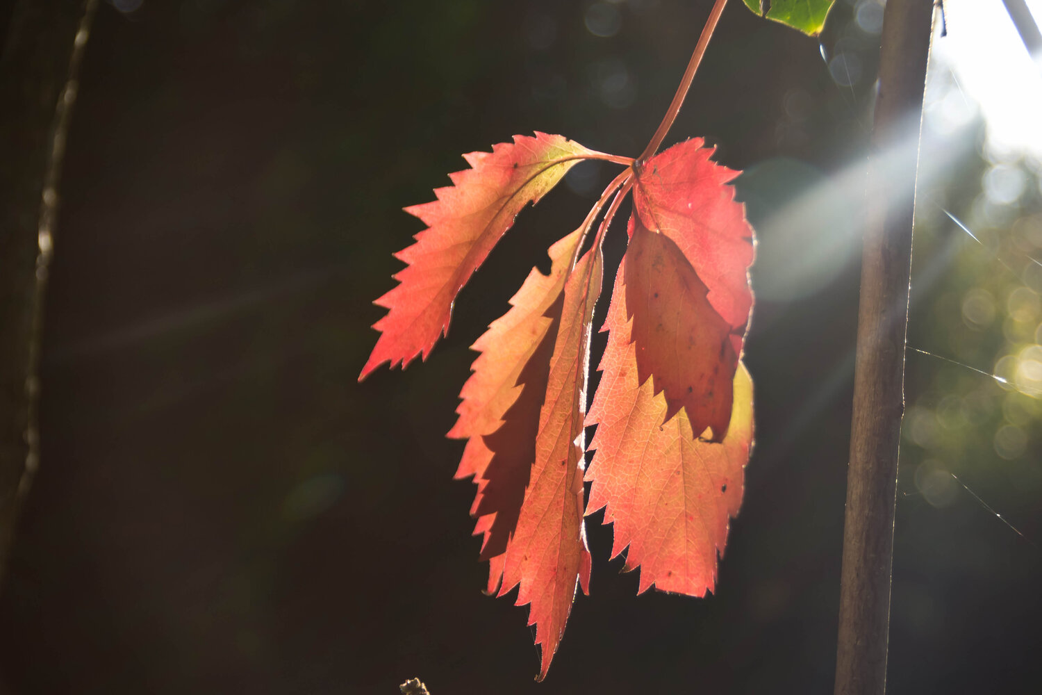 Photo #14124461