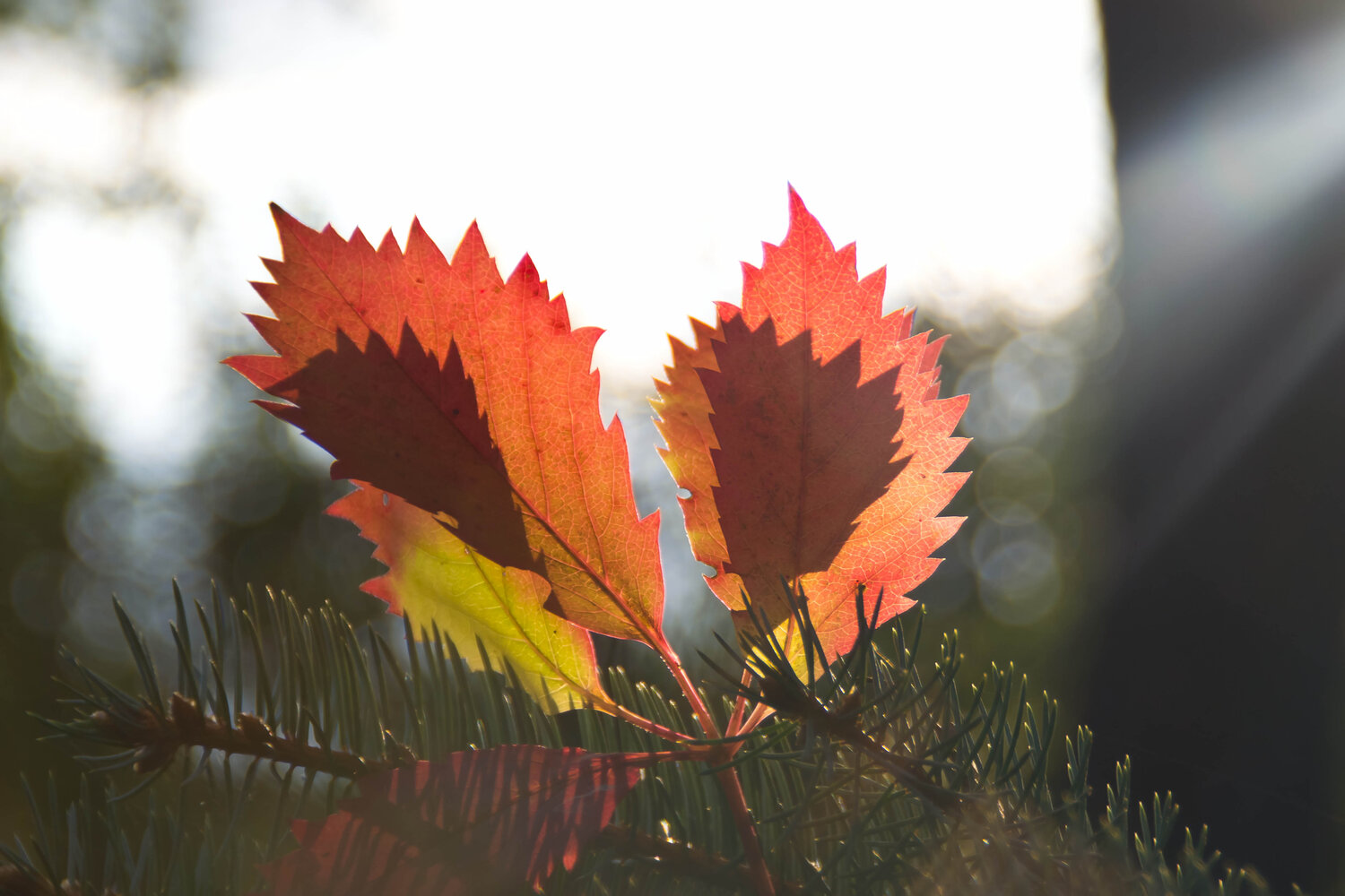 Photo #14124463
