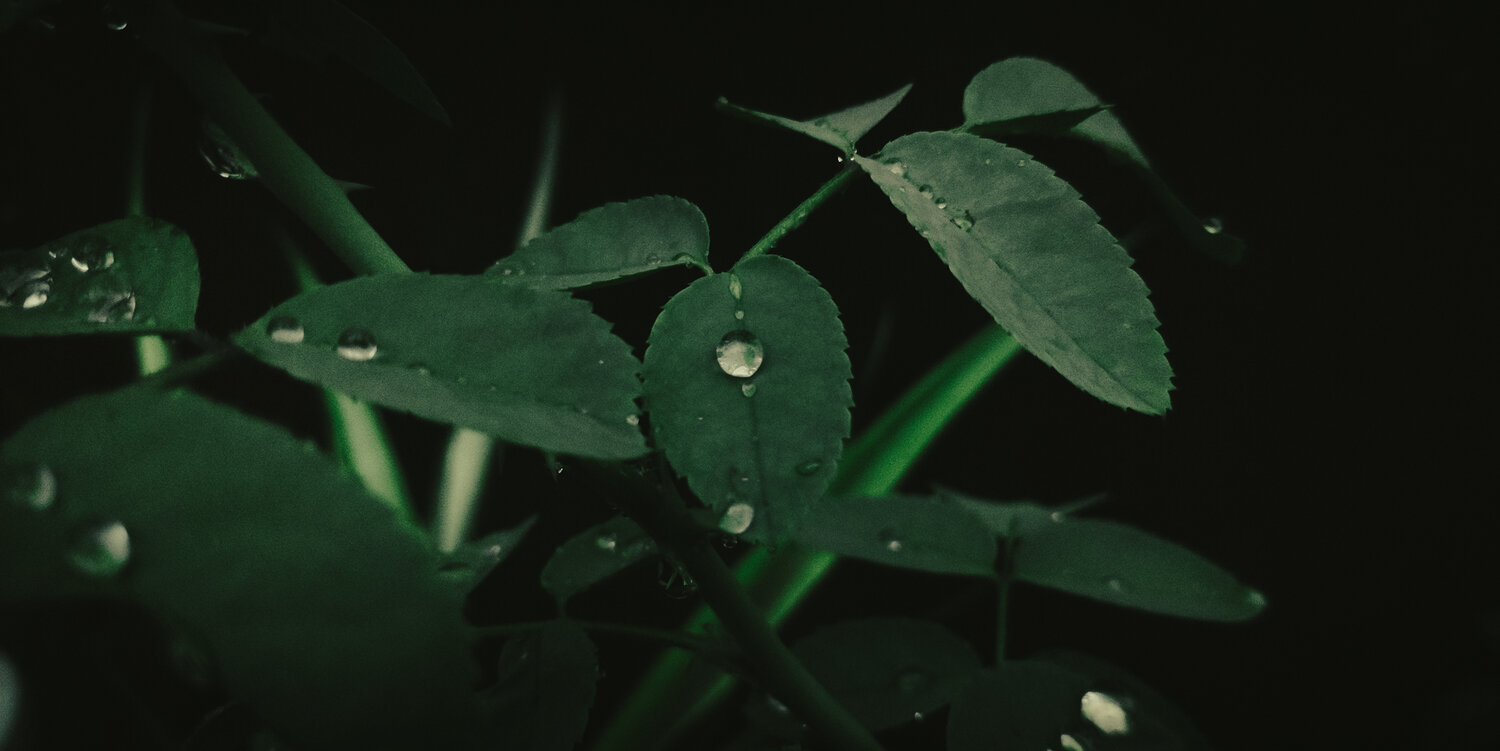 Photo #14124552