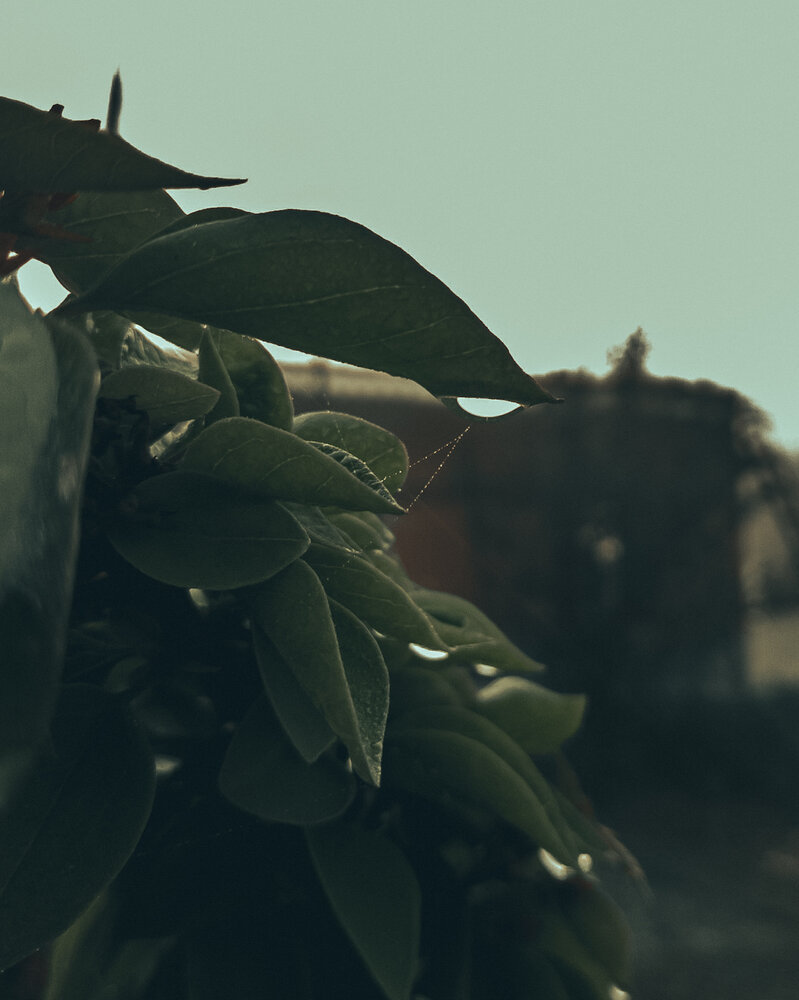 Leaves, Webs and Winters