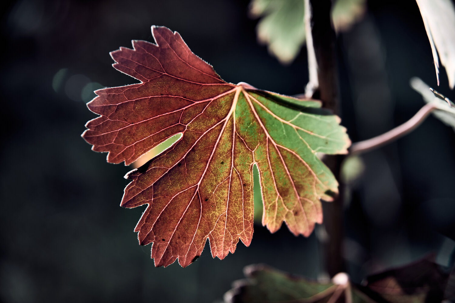 Photo #14124566