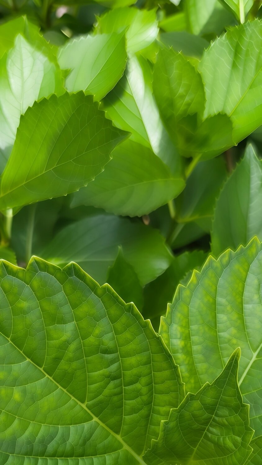 The Architecture of Green