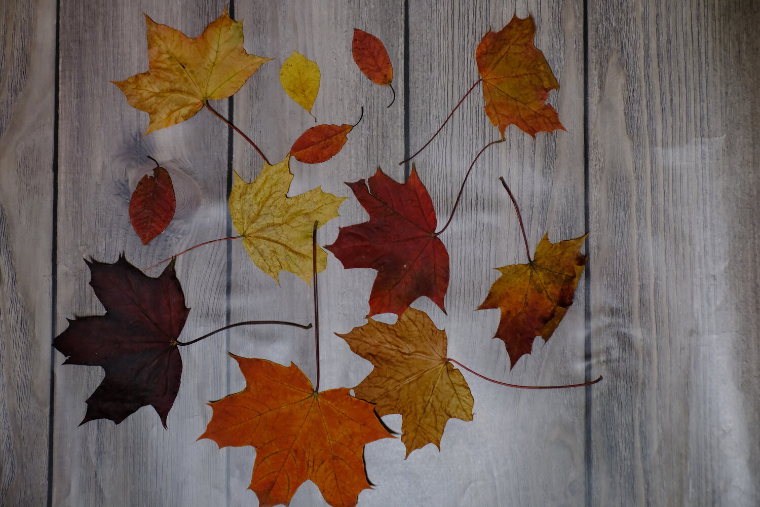 Photo #14124611