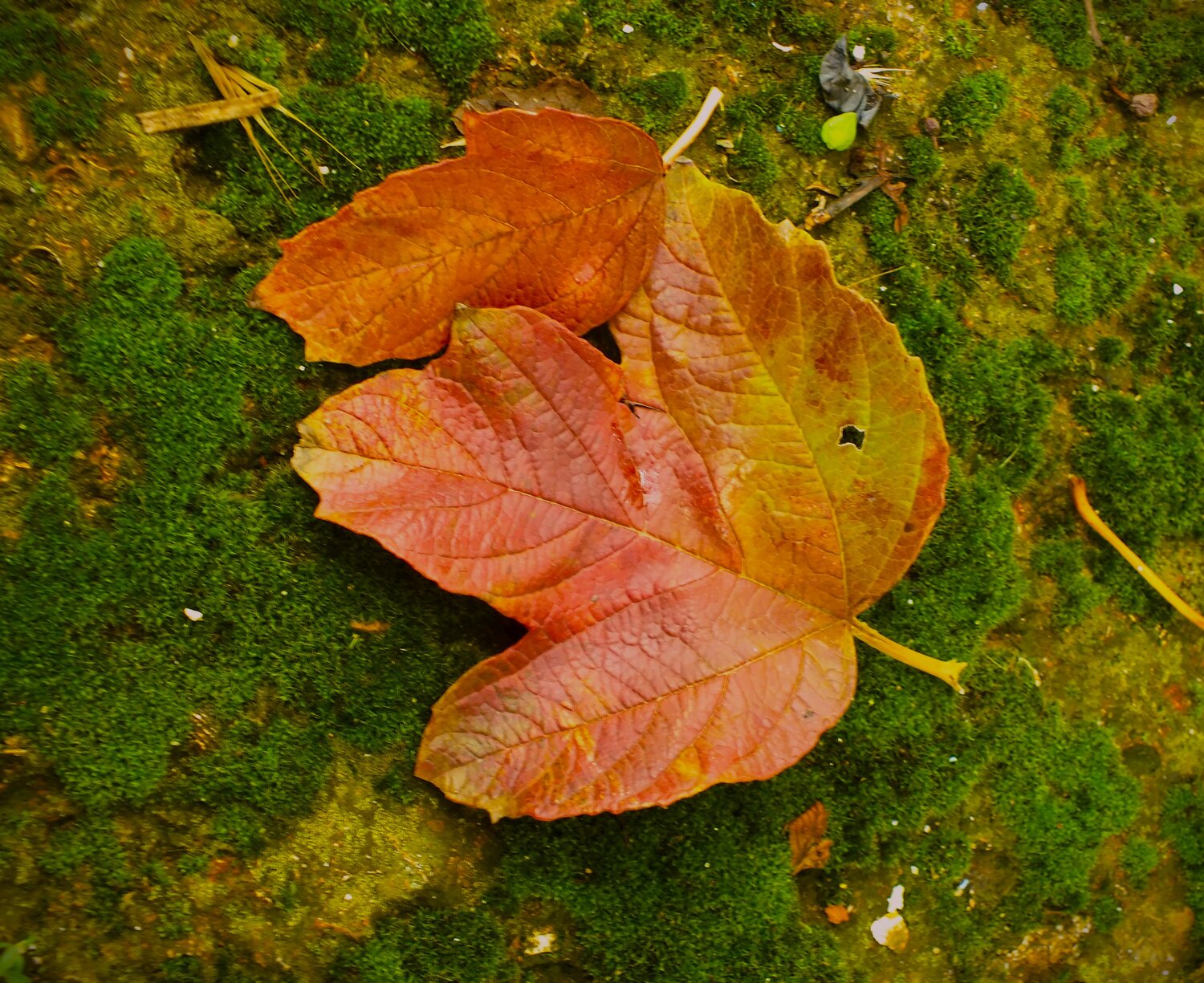 Photo #14124624