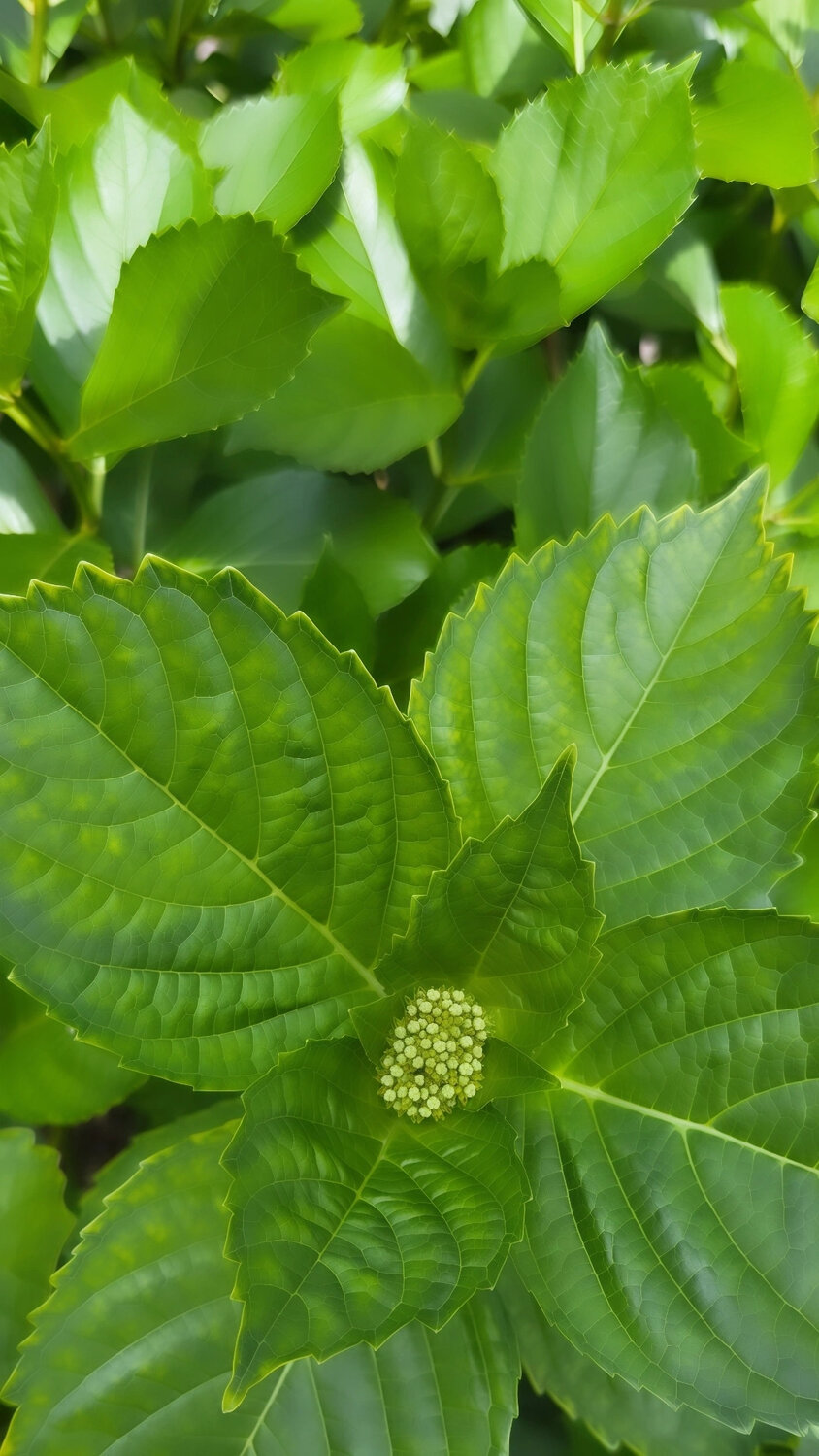 A Promise in Green