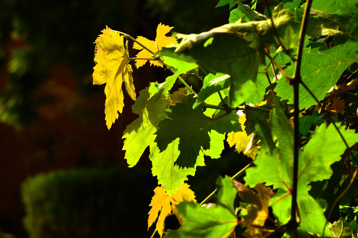 Photo #14124939