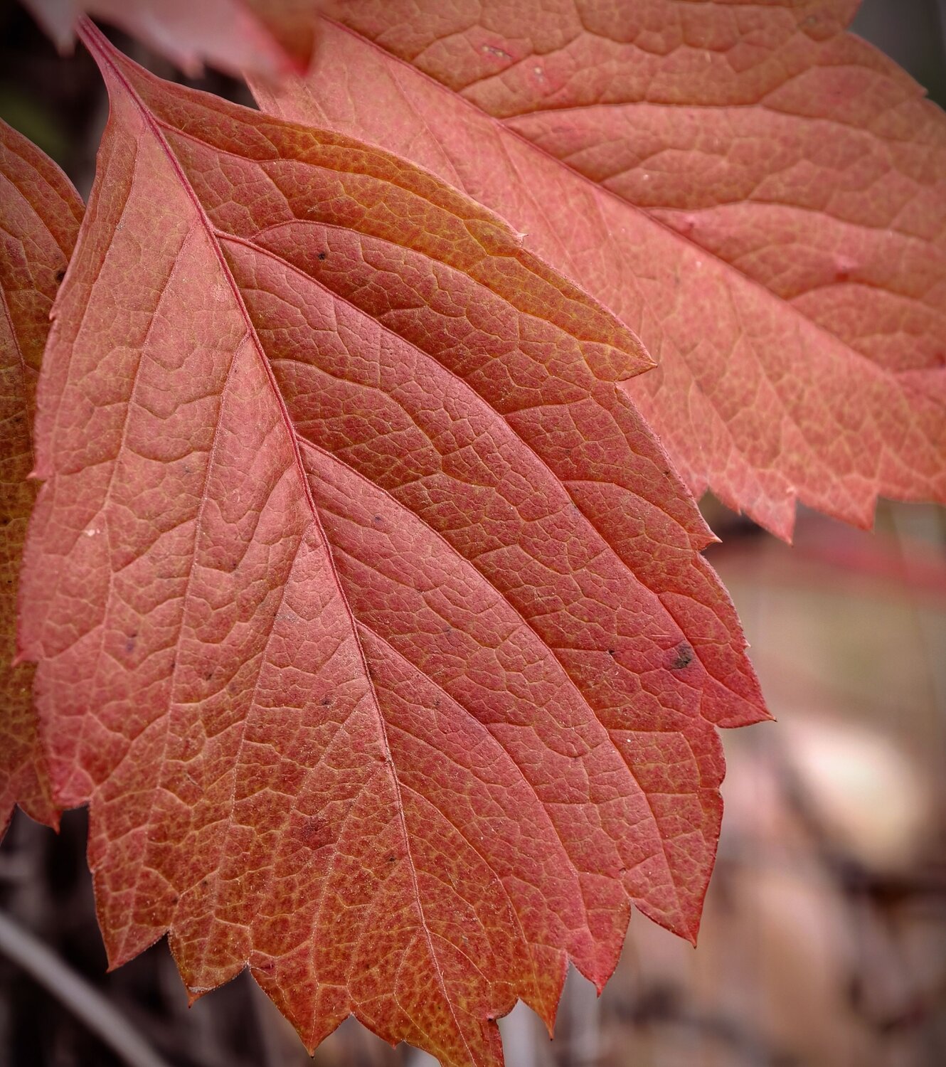 Photo #14125068