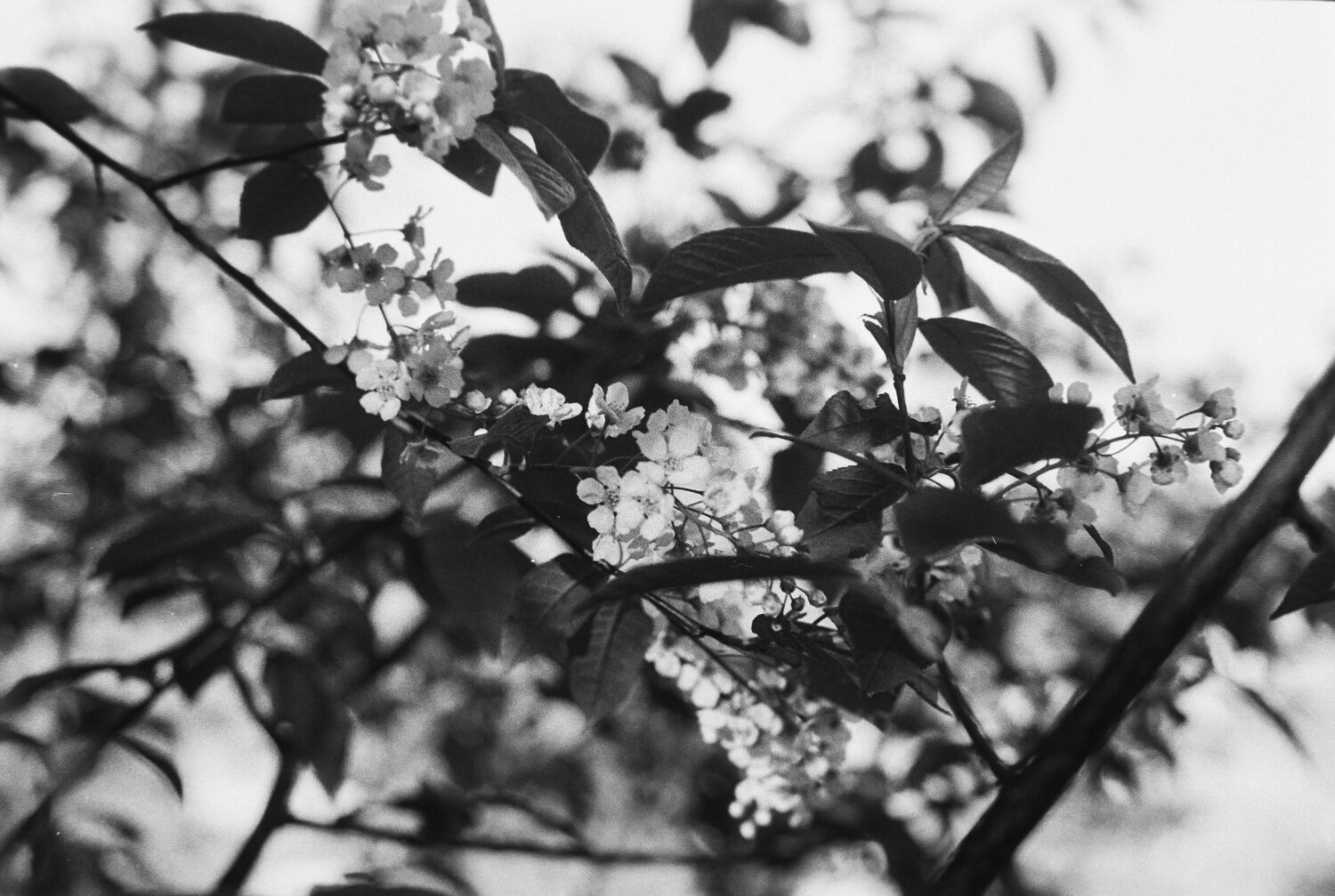 Photo #14125177