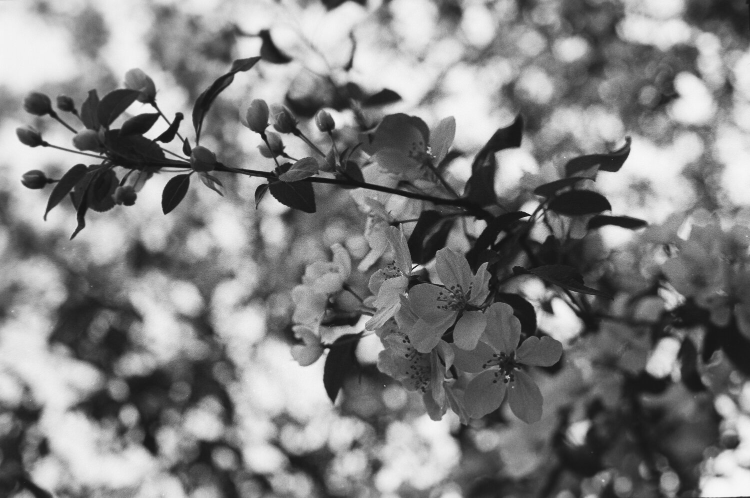 Photo #14125179