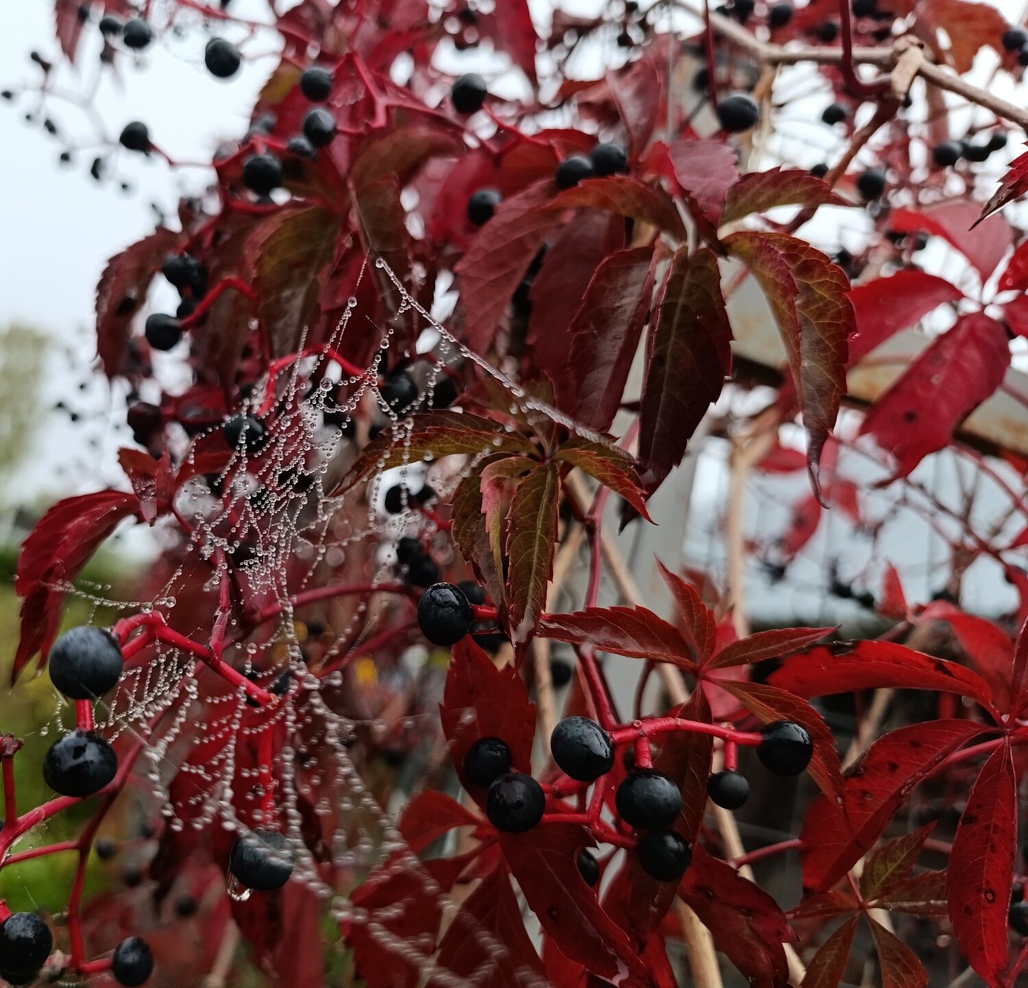 Photo #14125228