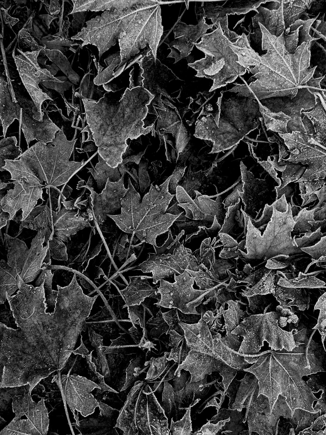 Photo #14125257