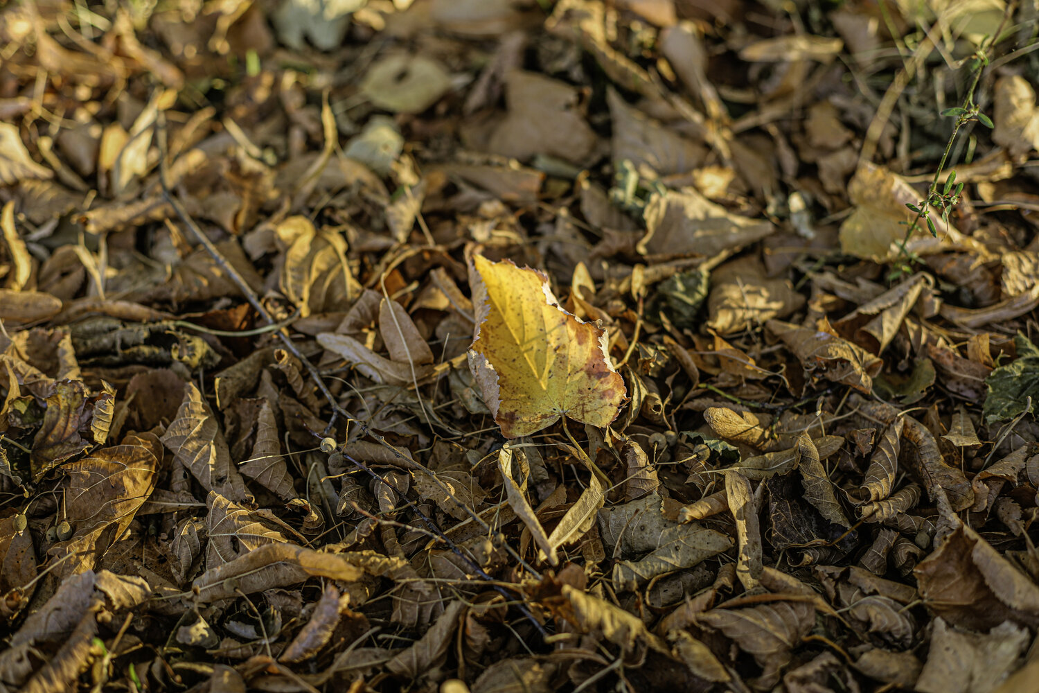 Photo #14125405