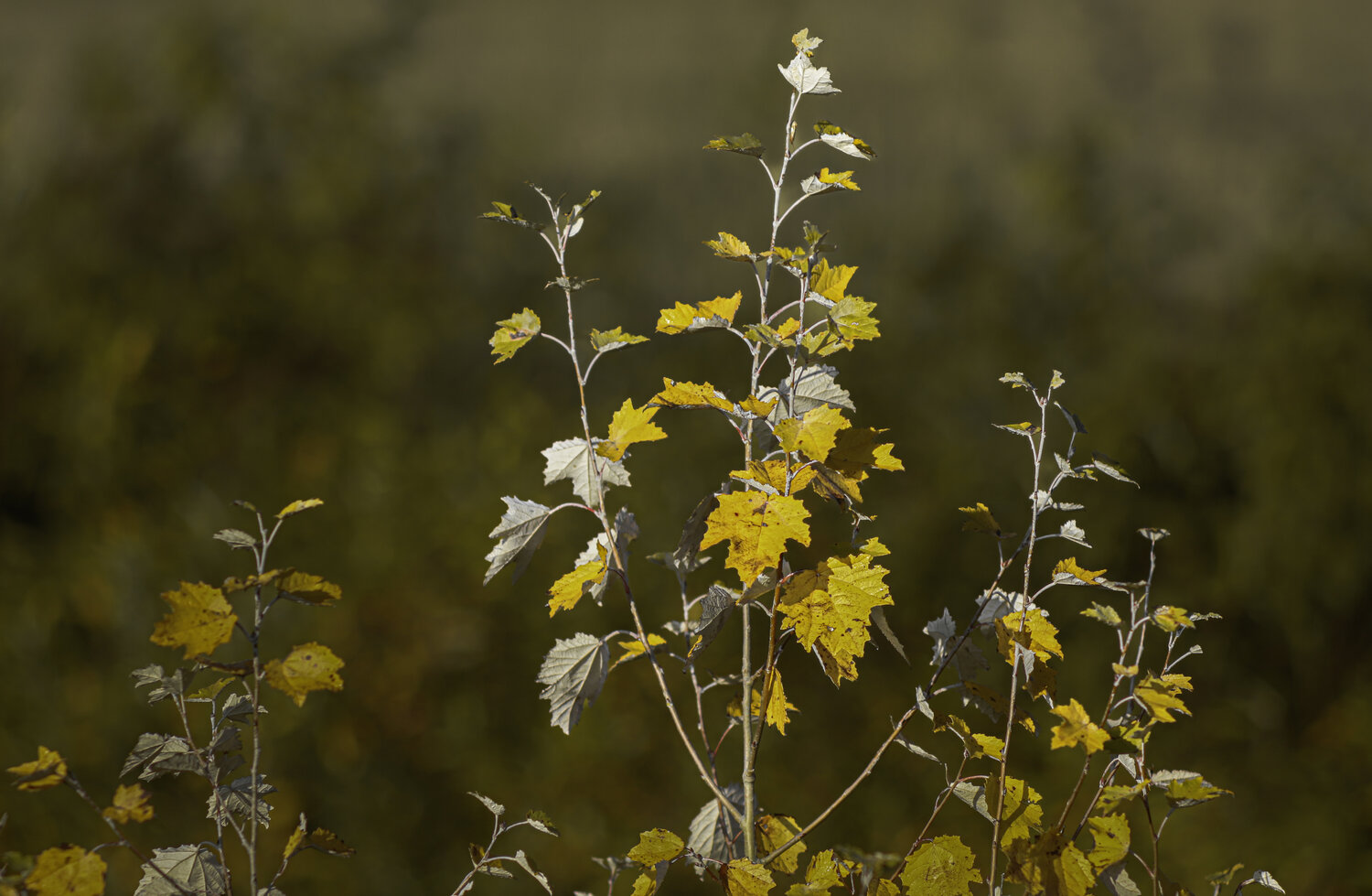 Photo #14125467