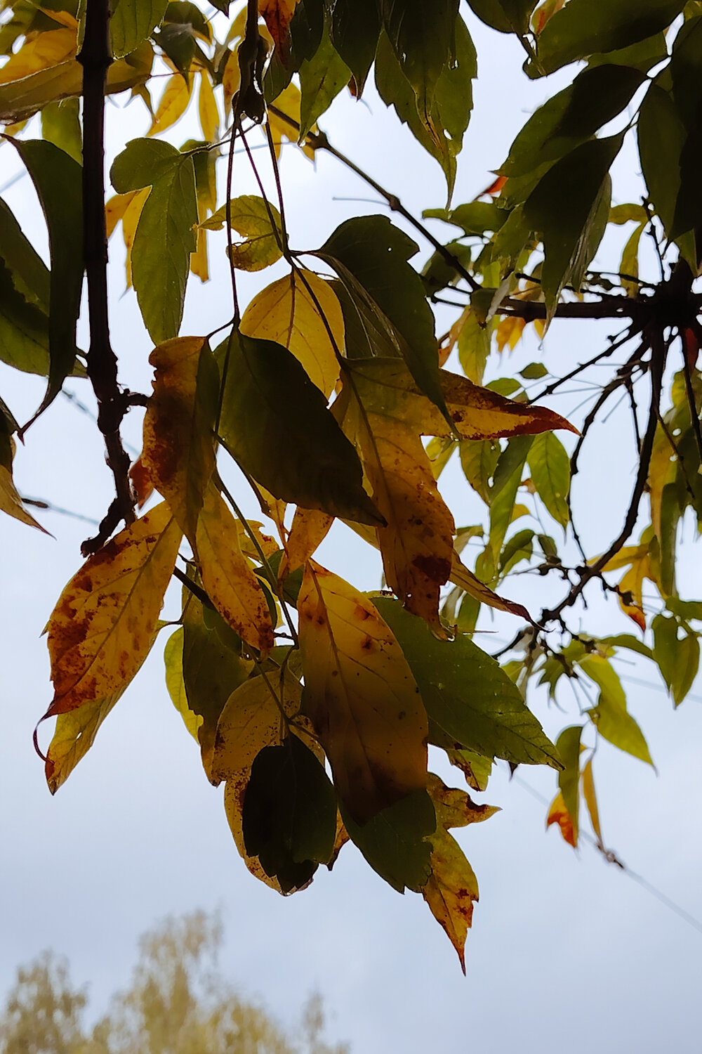 Photo #14125511