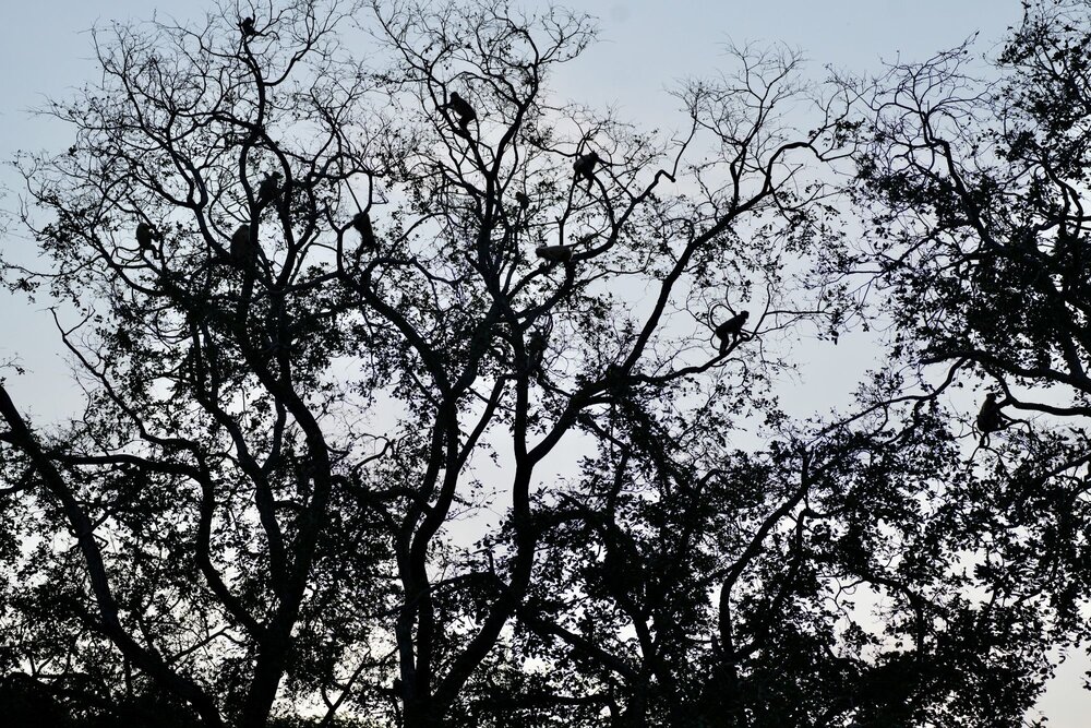 Monkeys at Dusk, Ranthambore