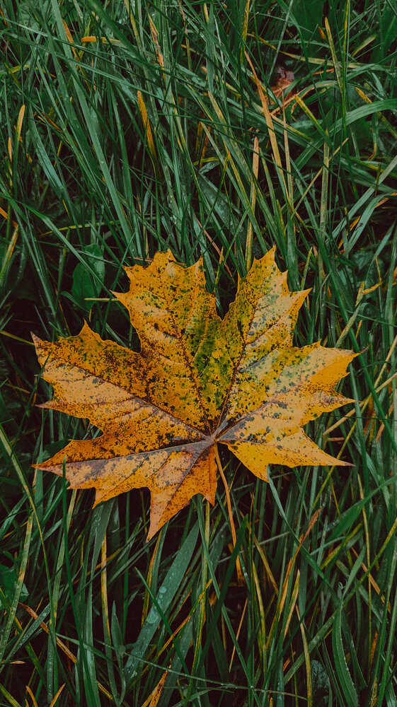 Photograph by Анастасия Яхимович