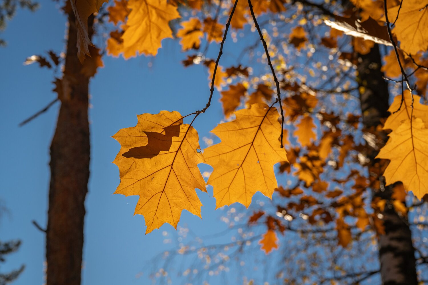 Photo #14125714