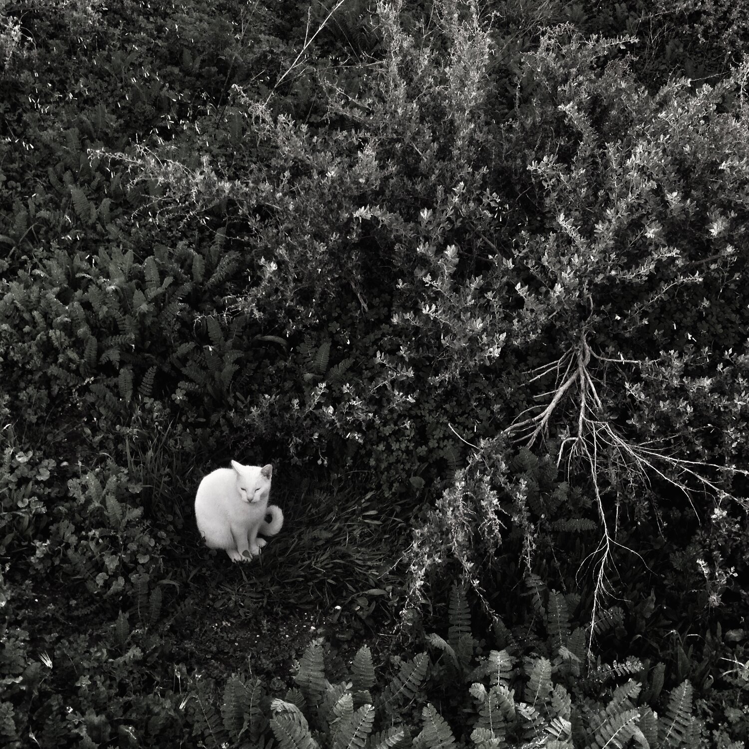 Photo #14126442