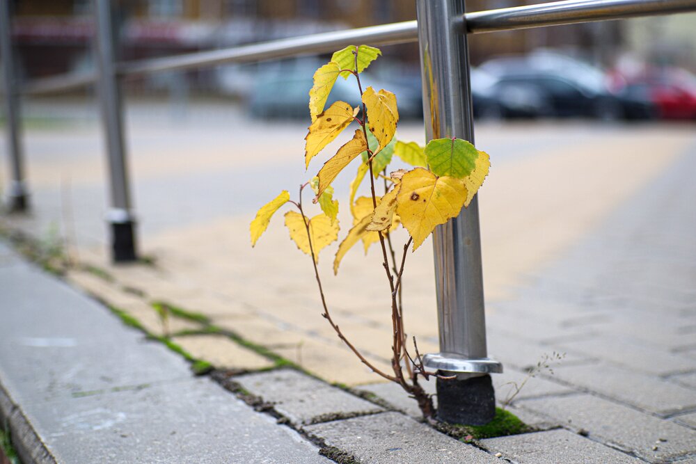 Photograph by Александр Лобынцев