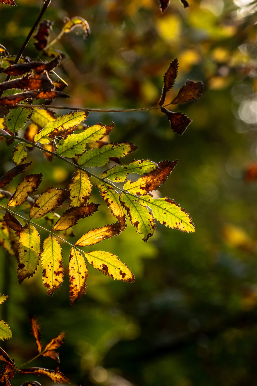 Photo #14126502